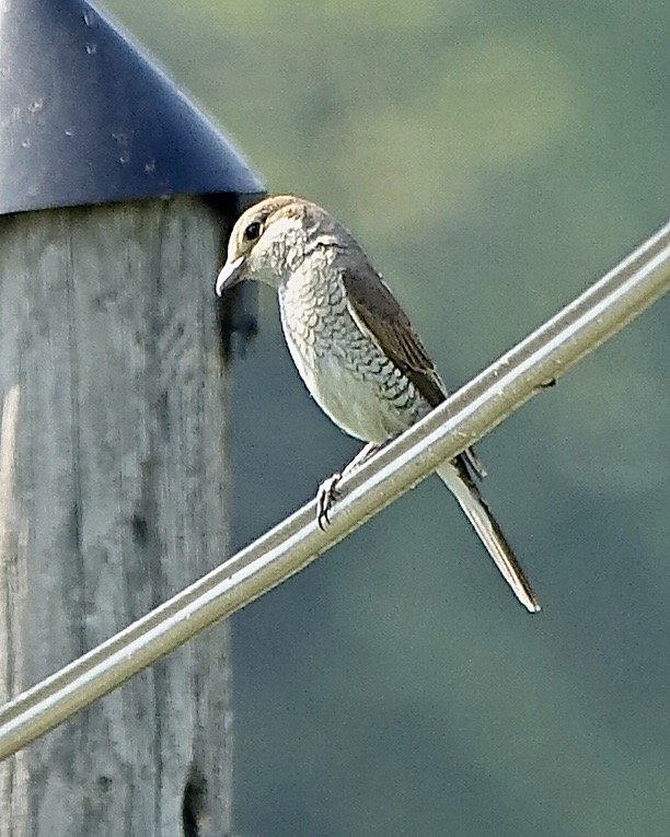 red-backed shrike